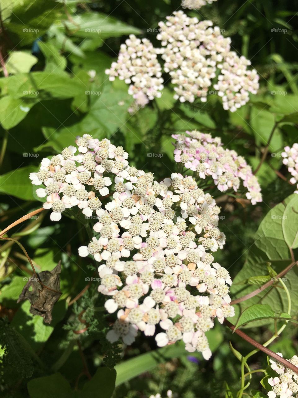 White clusters