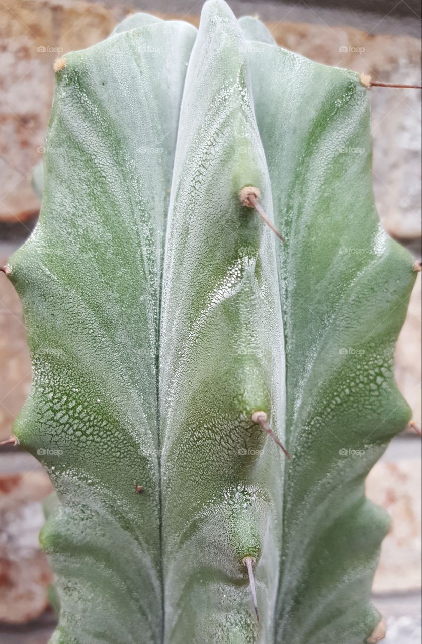 variegated cactus