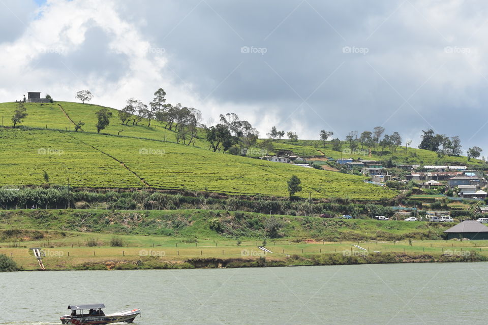 Gregory's lake and the tea astate