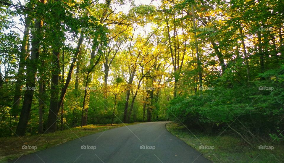 Empty road against trees