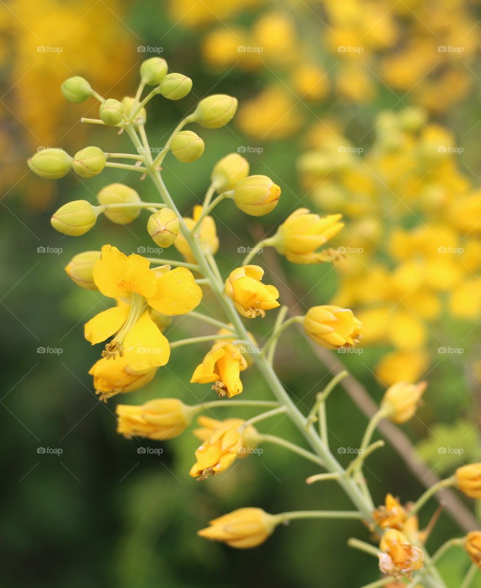 Close-up yellow flowers and buds