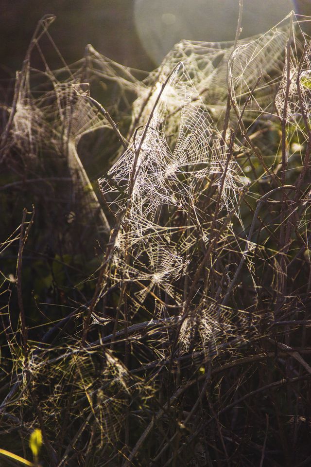 Spider web