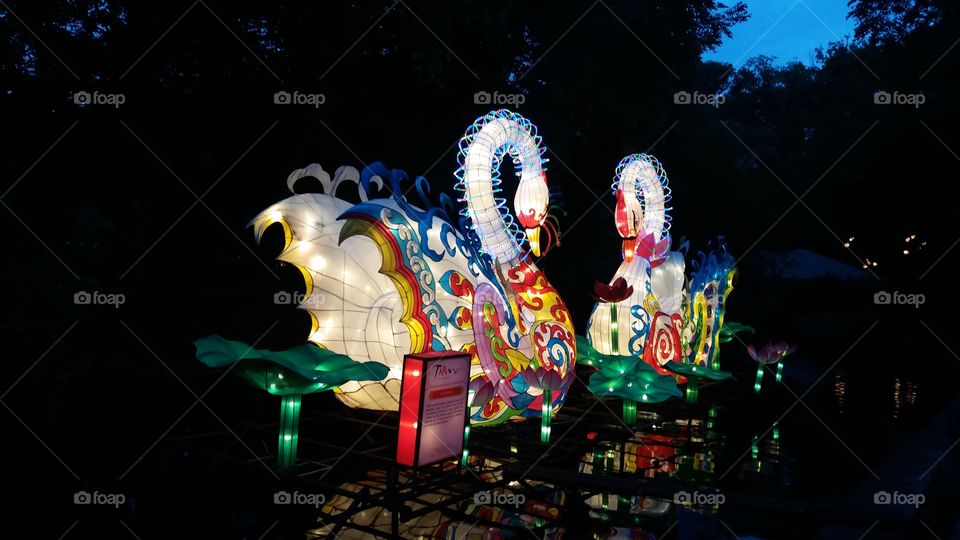 Swan Asian Lanterns