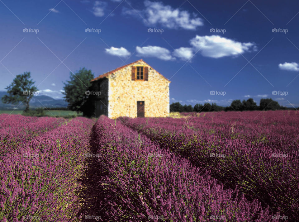 Lavender. Provence