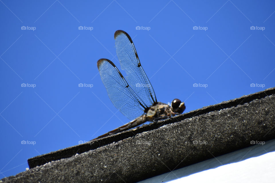 Dragon fly insect on roof