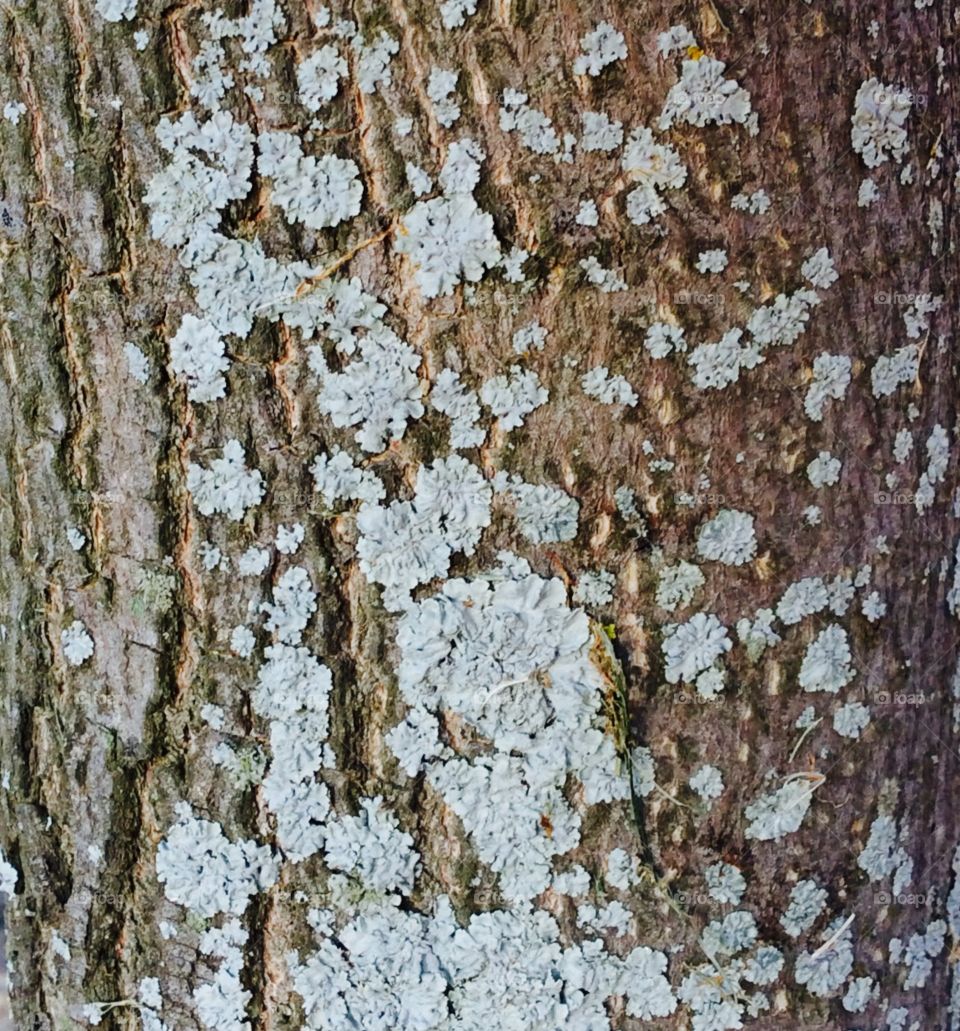 Maple bark