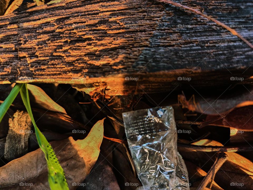 Red ants on the ground in the garden