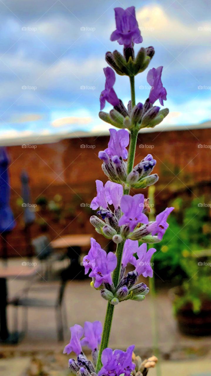 lavender flower in full bloom