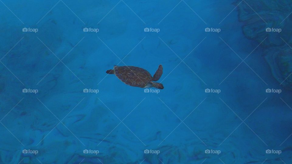 little sea turtle @ Curaçao Dutch Caraïben