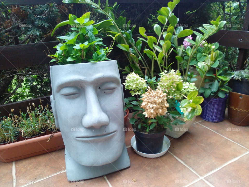 Garden, Flower, Pot, Leaf, No Person