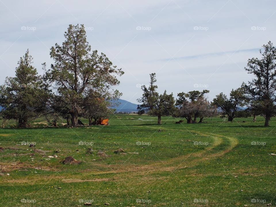 A trail through a green pasture curves through juniper trees to transport equipment and feed on a spring morning in Central Oregon.