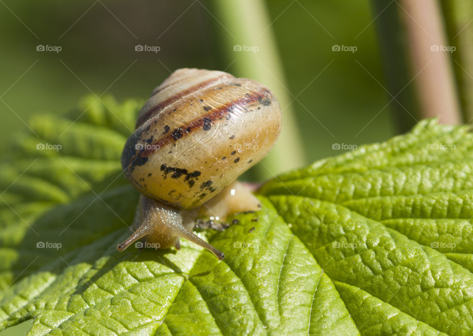 Small brown snail on green leaf. In daylight