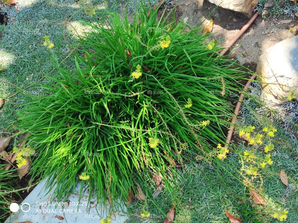 thriving grass in summer