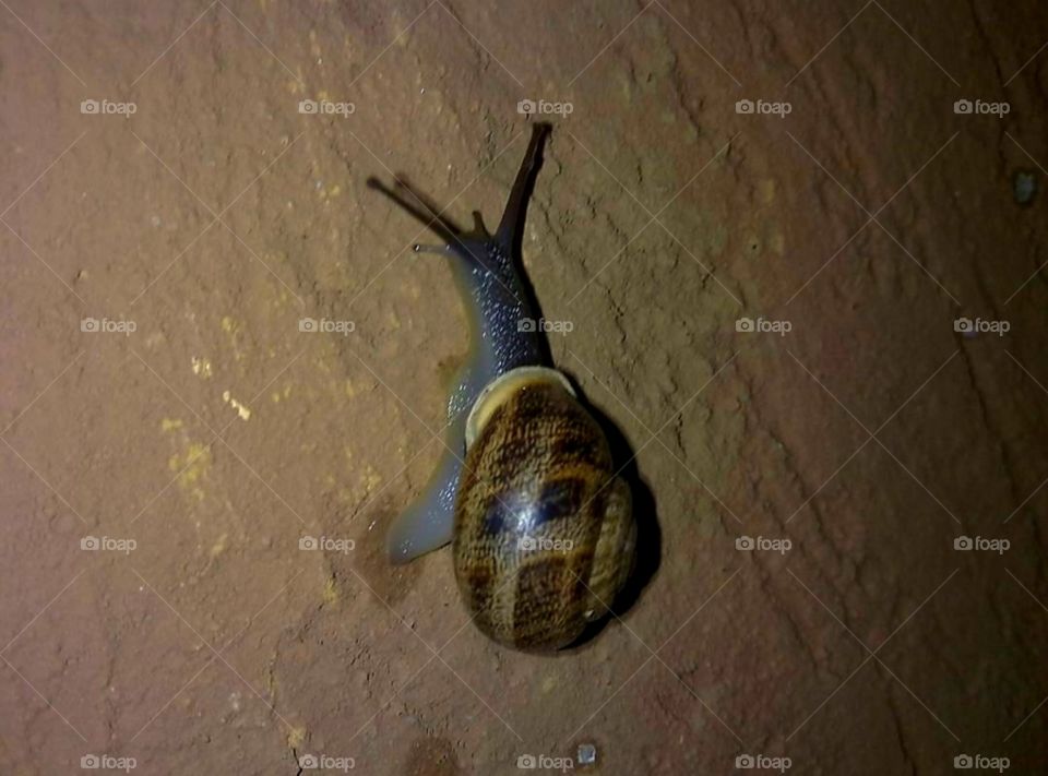 🐌 snail 🐌