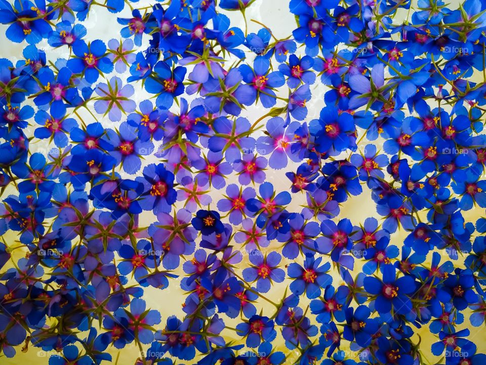 Seamless pattern of blue flowers in the water