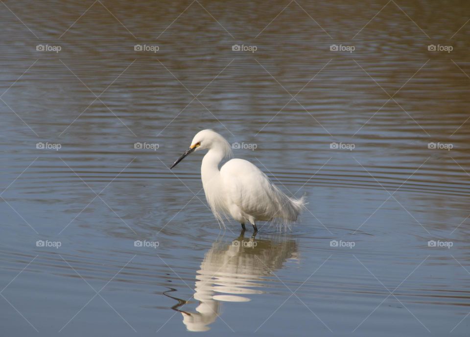 Snowy Egret in the Water