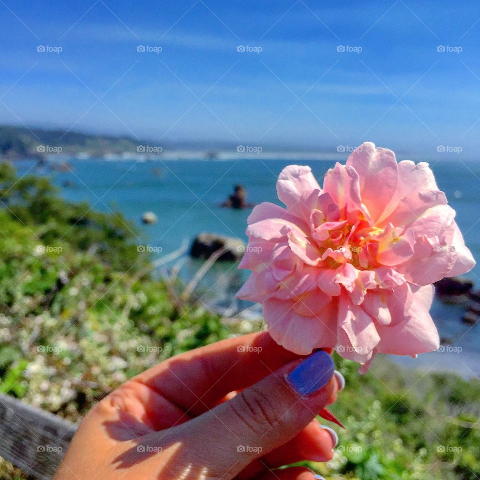 Nature, Summer, Flower, Tropical, Water