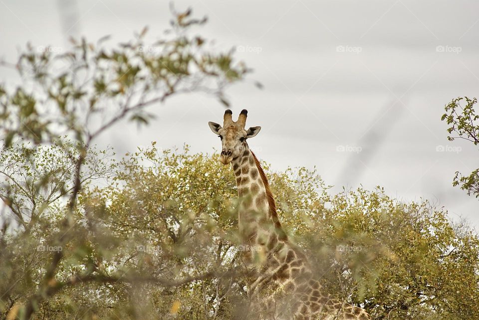 A giraffe peeking through the trees 