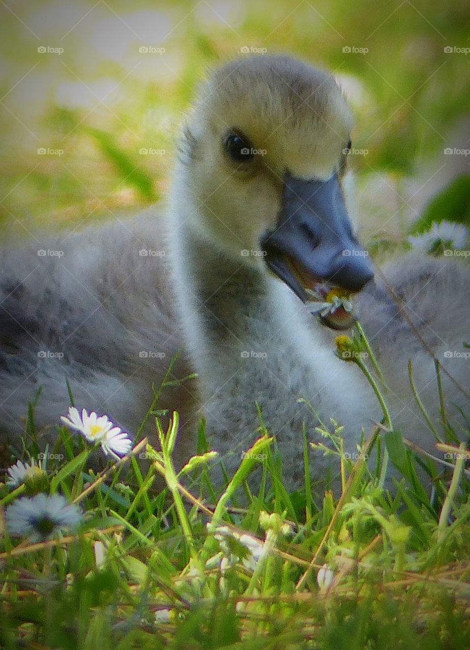 Gosling eating daisies 