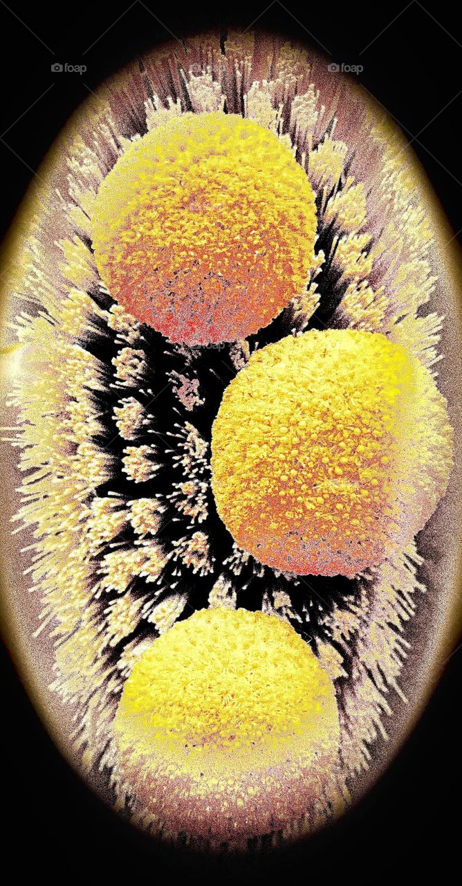 Spheres representing cells or virus 