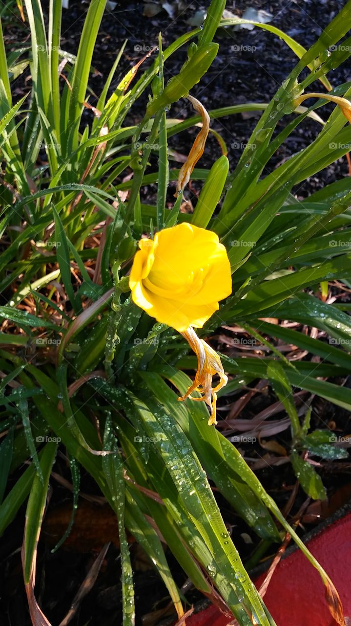 yellow flower