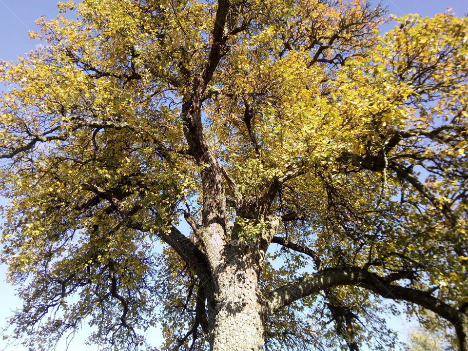 Tree in Schwarzwald