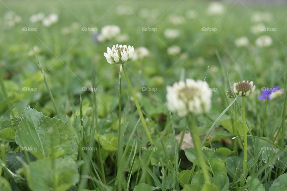 Blooming clover in spring 