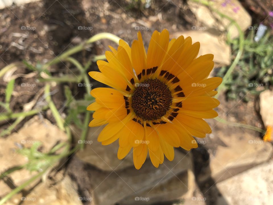 There are a number of sheer stunning sunflower type flowers, what better description for this beauty.