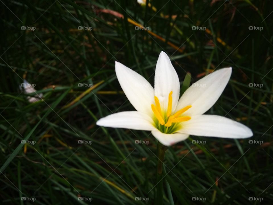 a white flower