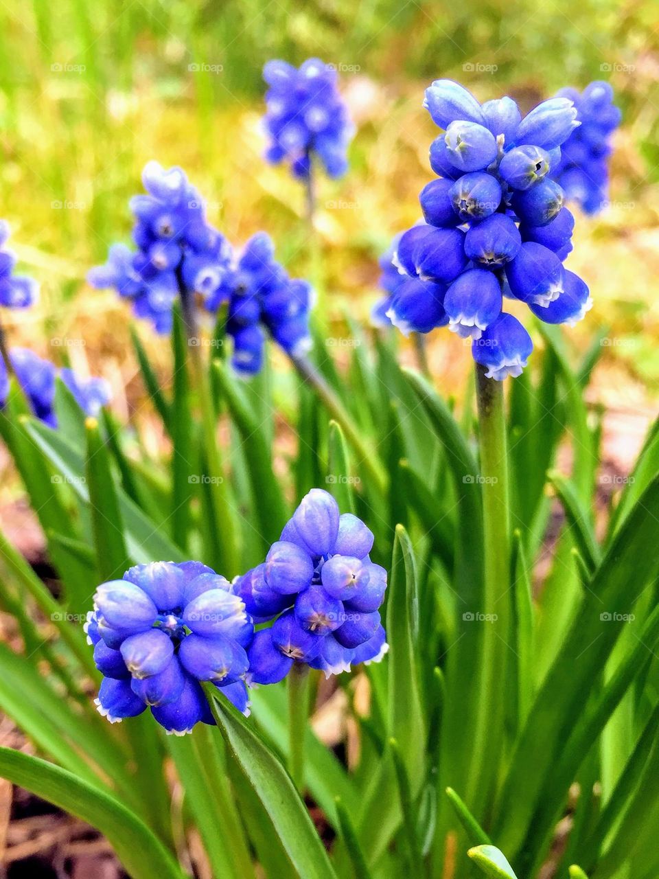 Muscari flower plant in bloom, bright blue color and lush green leaves