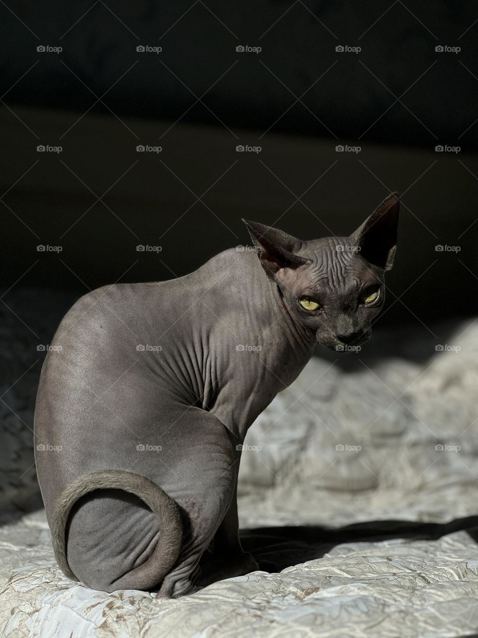 Sphynx cat