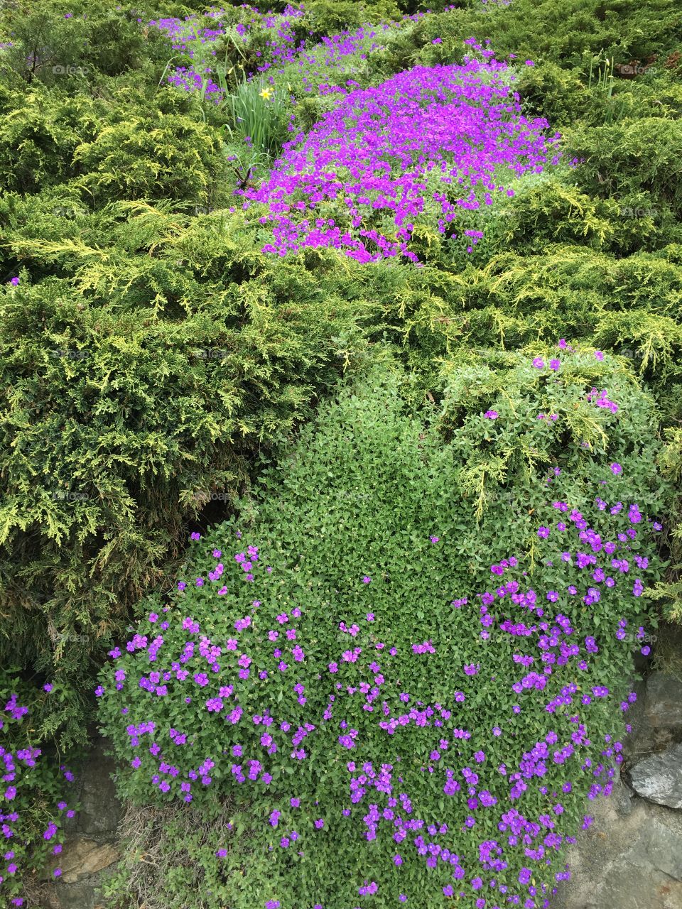 Purple periwinkle in spring