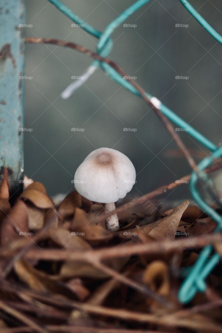 Fungus