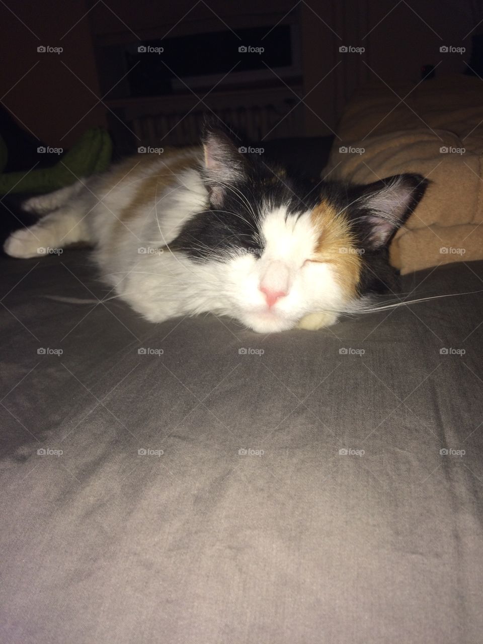 Snoozing calico cat