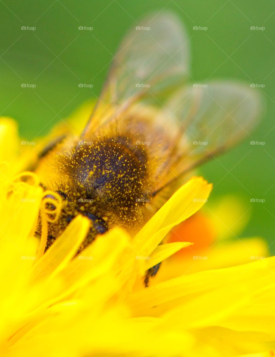 Bee on yellow flower