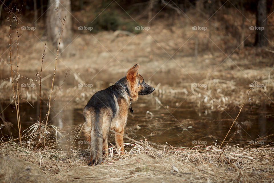 German shepherd young male dog walking outdoor at spring day