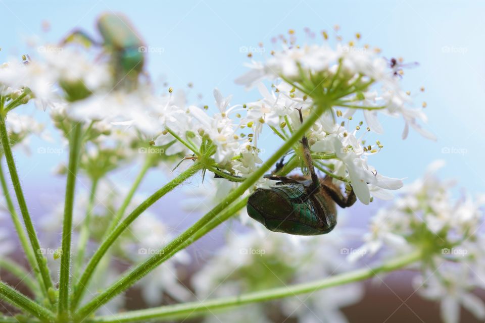 Insect on flower