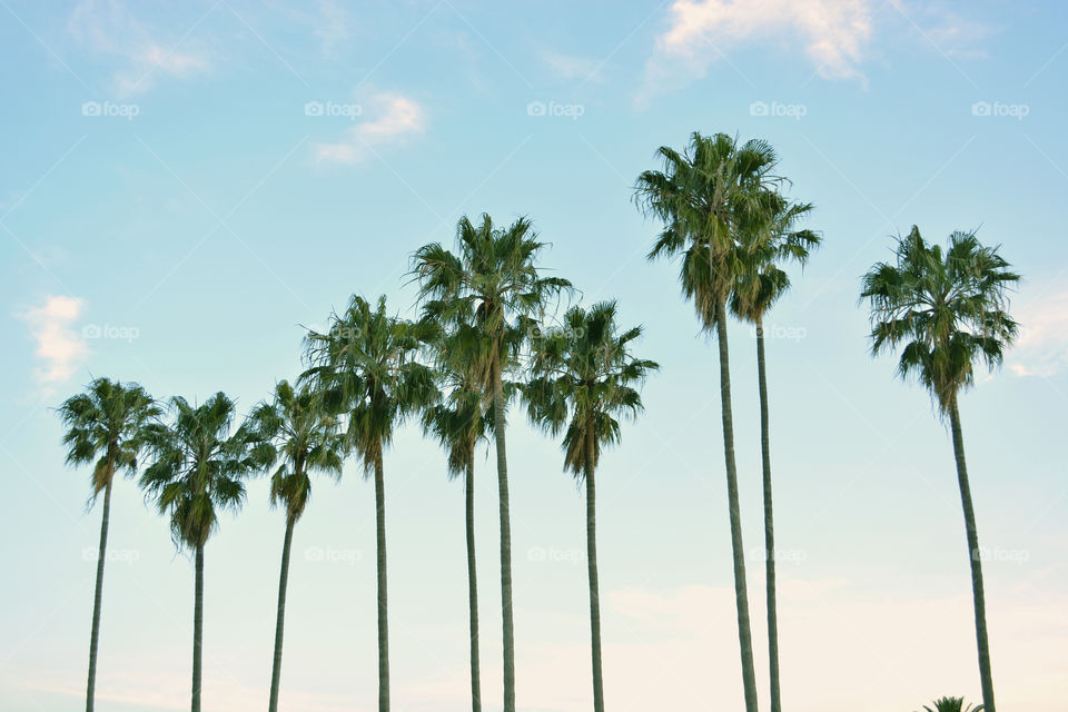 Brazilian palm trees