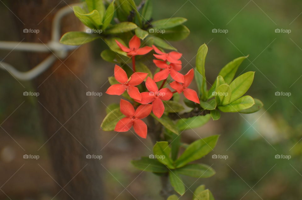 red flower