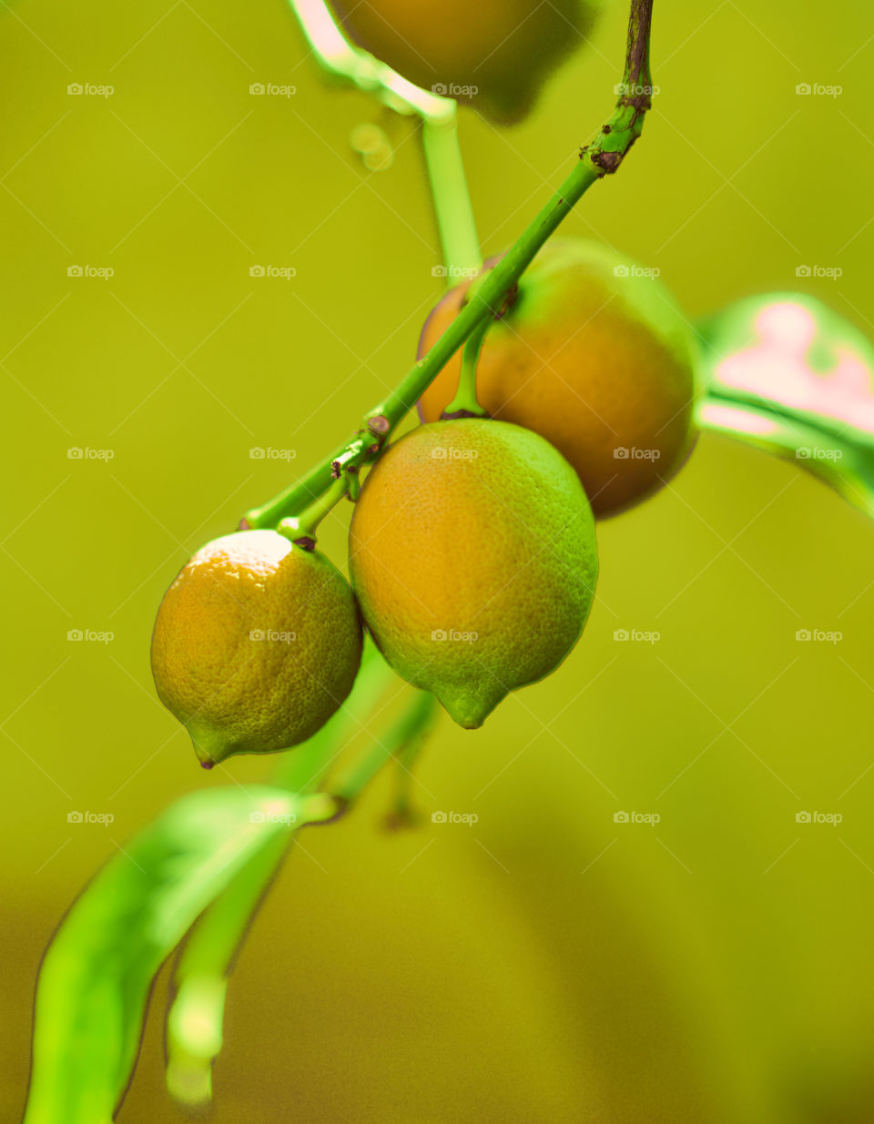 Close-up of lemons on branch