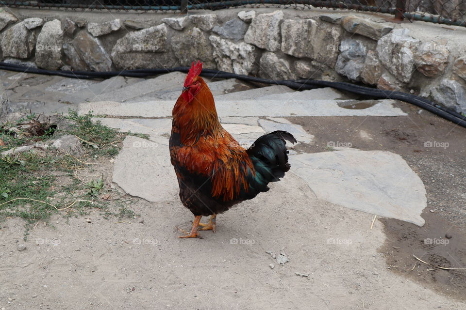 A real rooster husband c: