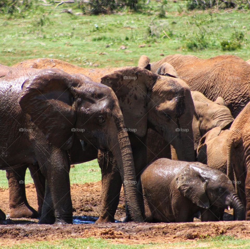 Elephants at a waterhole in the afternoon.