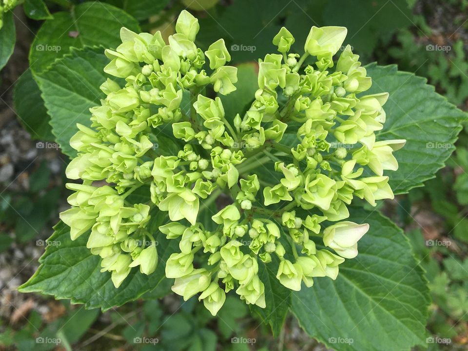 Bud of hydrangeas 