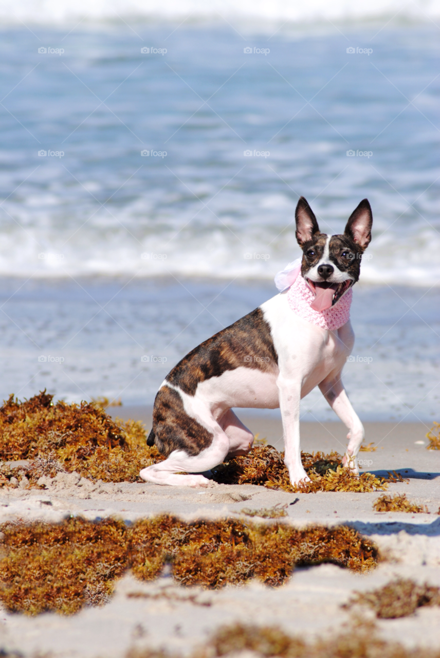 dogs pets beach dog by sher4492000