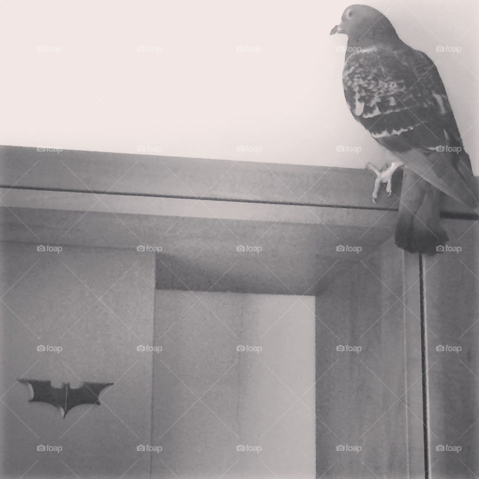 Batman pigeon 