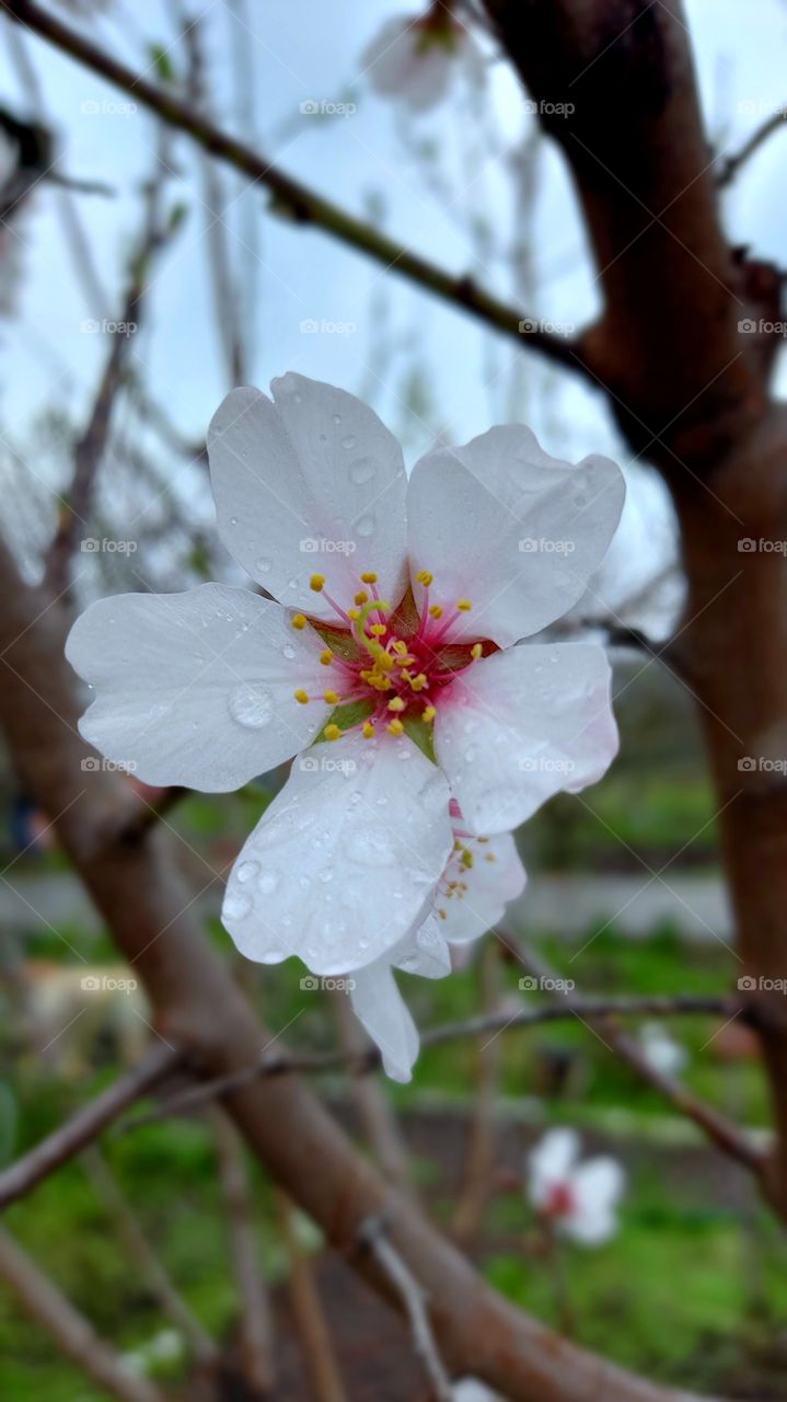 beautiful flower