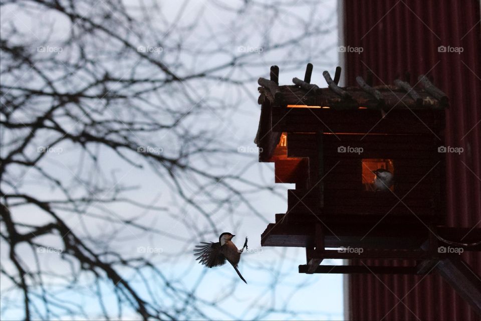 Great tit and bird nest