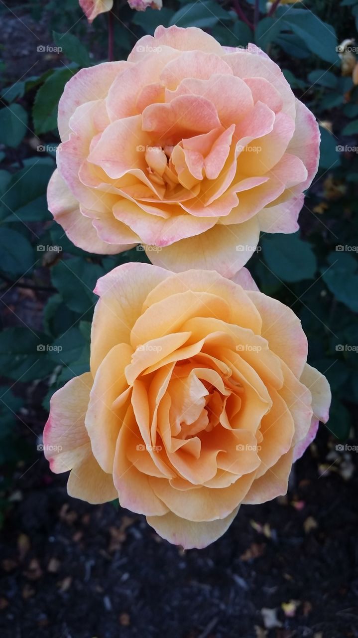 High angle view of two peach flowers