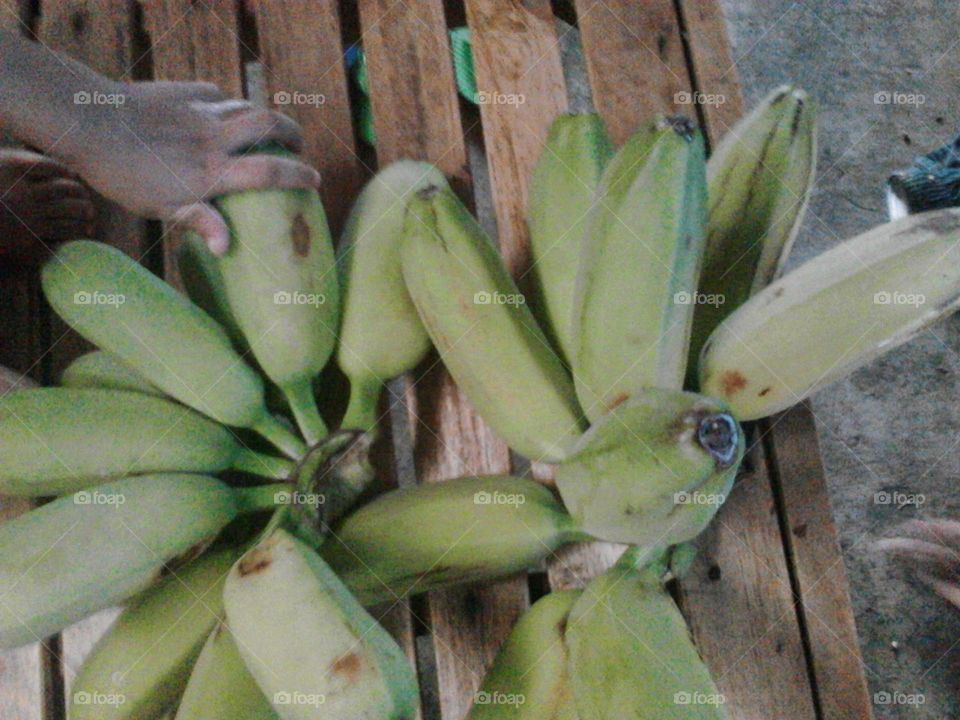 harvesting banana fruits