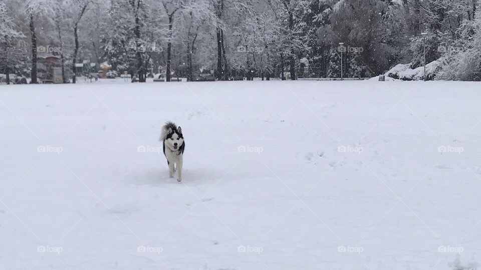 Happy husky in the snow 